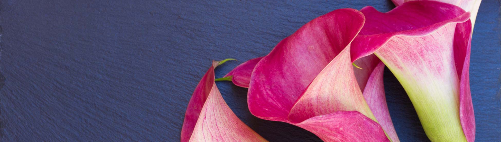 Close up of  lilies on a blue background