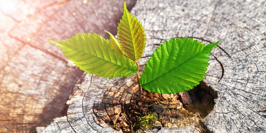 Plant growing from tree stump